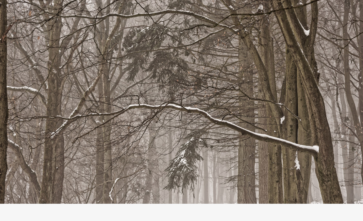 Arms of Beechwood Snow