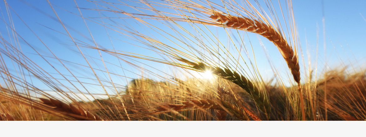 Field of Barley