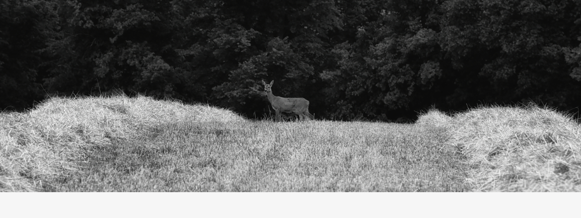 Deer In Field of Freshly Cut Barley