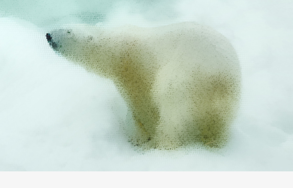 Polar Bear